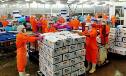 Des pangasius fabriqués selon des hautes technologies exportés vers l’étranger