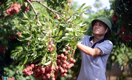 «Sans les sciences et technologies, l’agriculture de Bac Giang n'aurait pu se développer comme actuellement»