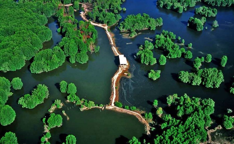 La réserve de biosphère de la mangrove de Cân Gio (Hô Chi Minh-Ville). Photo: VNA