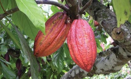Vers la construction d’une marque de cacao vietnamienne unique