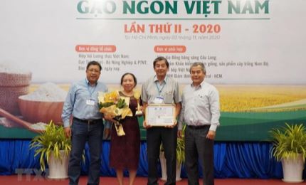 ST25 est la meilleure variété de riz du Vietnam en 2020