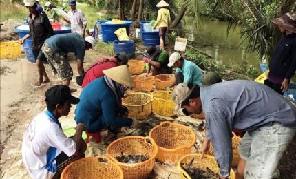 Exportation de crevettes géantes d'eau douce: le Vietnam cible 100 millions de dollars cette année