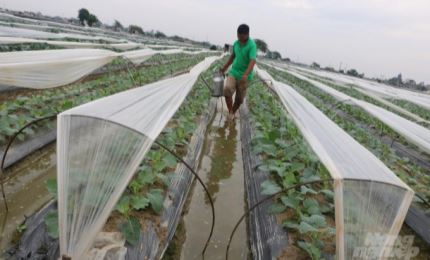 Thai Binh: Extension de la zone de production de légumes aux normes VietGAP