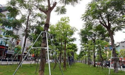 Hanoï s'efforcera de planter plus de 300.000 arbres en 2021