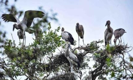 Proposition de créer un réseau des Sites Ramsar du Vietnam