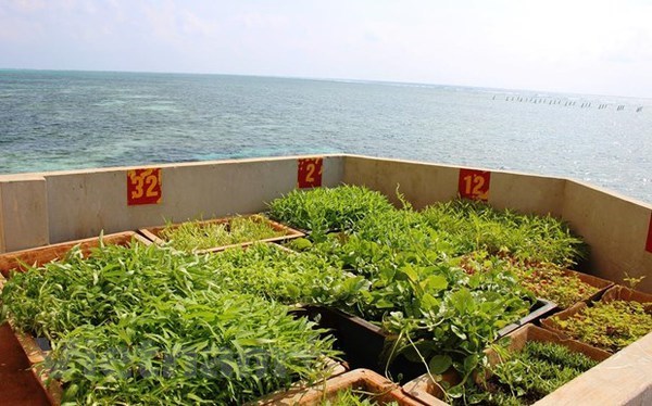 Des légumes cultivés sur l’île de Phan Vinh B. Photo : Vietnam+