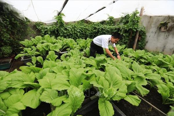 Des rangées de légumes sur l’île de Co Lin. Photo : VNA