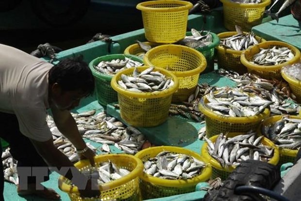 Des poissons à un marché à Duong Dong dans la ville insulaire de Phu Quoc. Photo: VNA