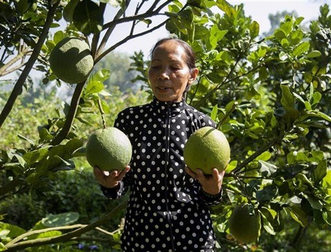 Le pamplemousse à peau verte de Bên Tre (Sud) est apprécié. Photo : Hông Dat/VNA/CVN