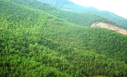 Stratégie de développement du secteur forestier du Vietnam pour la période 2021-2030